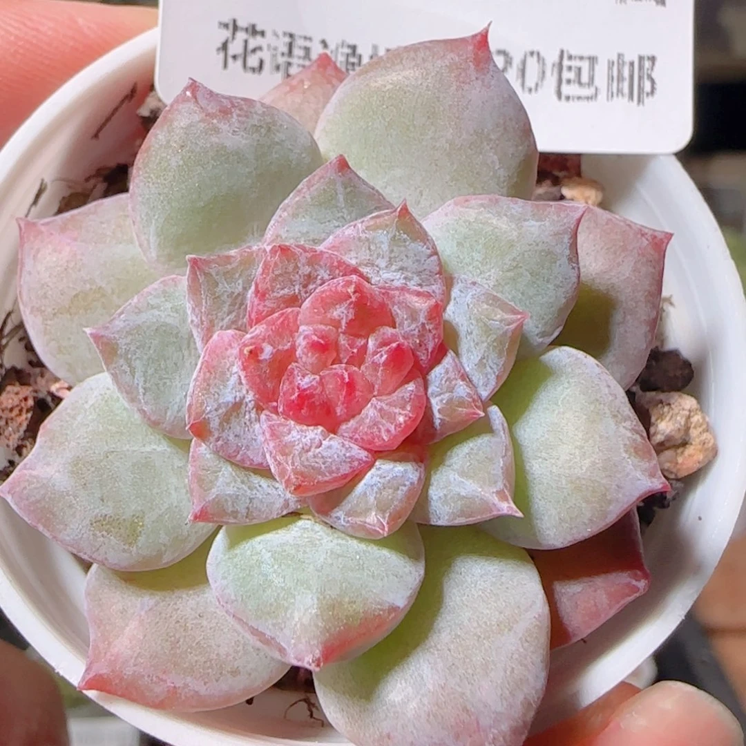 花语逸镜1031-309溏心