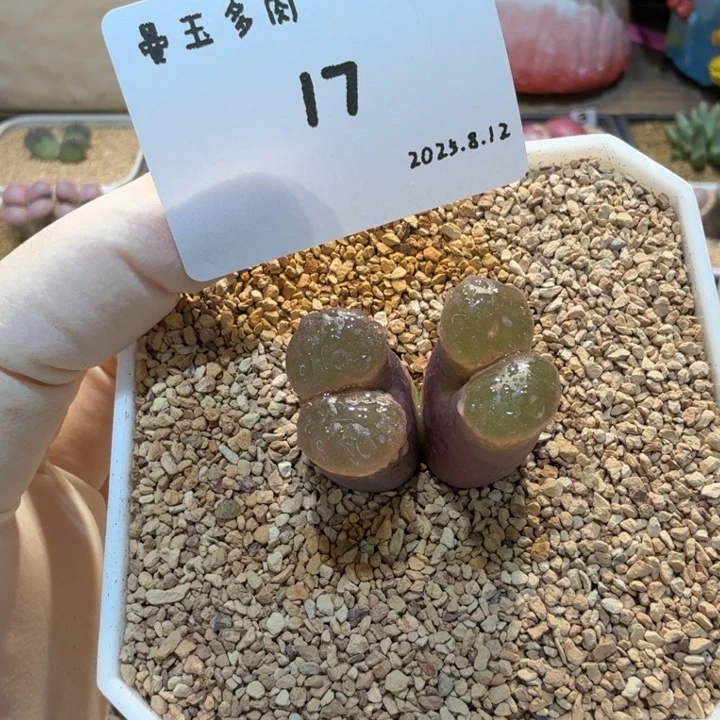 丁***加多肉多肉多肉8.12-017