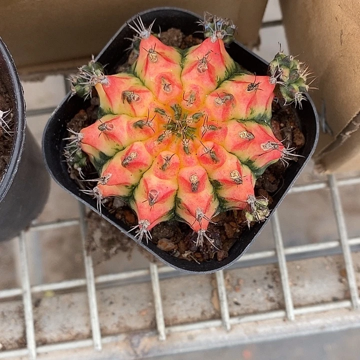 漂亮仙人球一物一拍