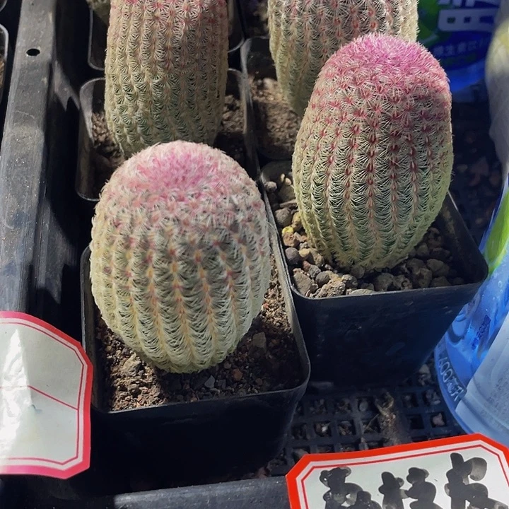 红太阳带盆土发货