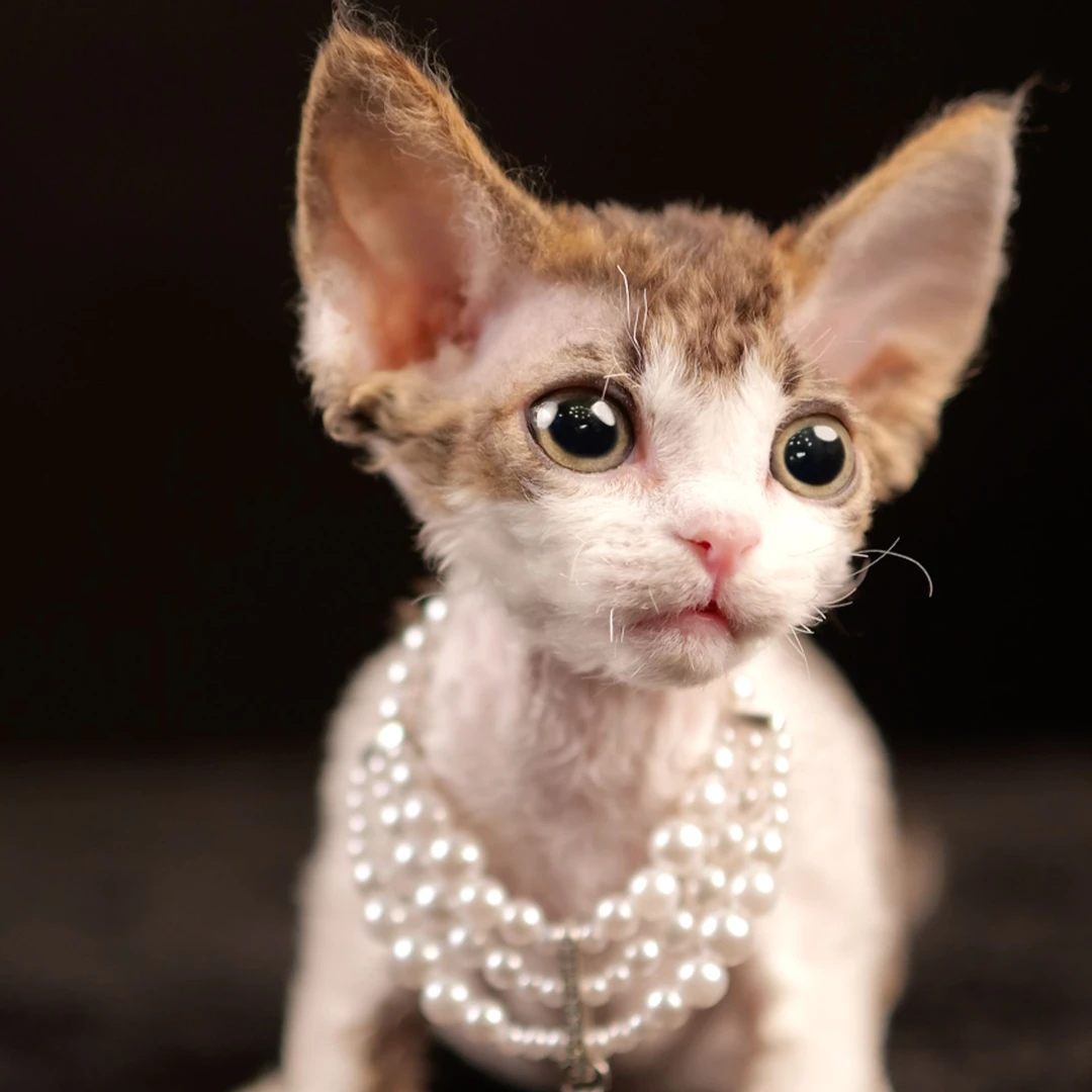 虎斑开脸德文卷毛猫猫咪活体MSY喵四爷猫舍