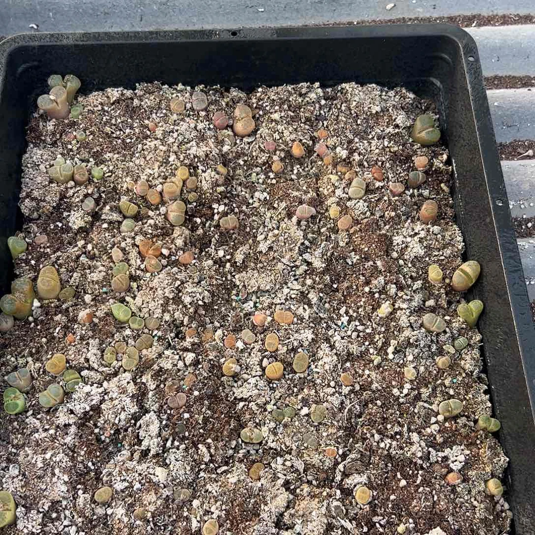 清框脱土发无售后      170