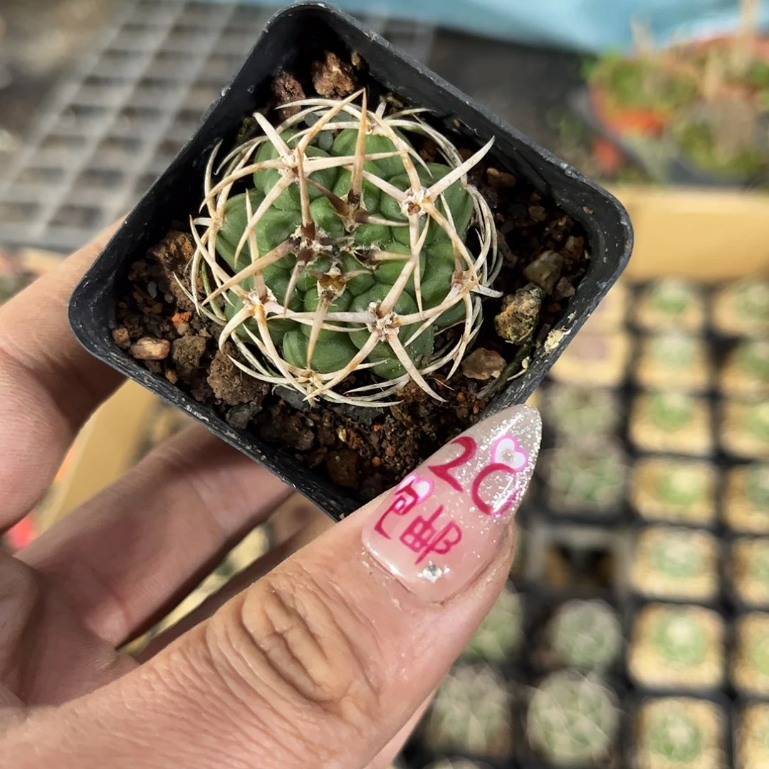 包刺碧岩玉单头发货有根