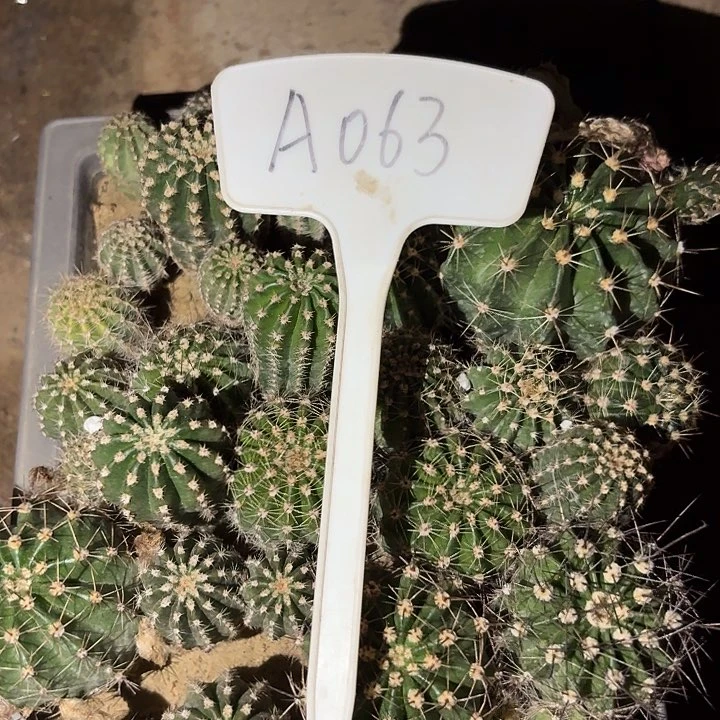 峰*风A063,混色一盒瑕疵歪头