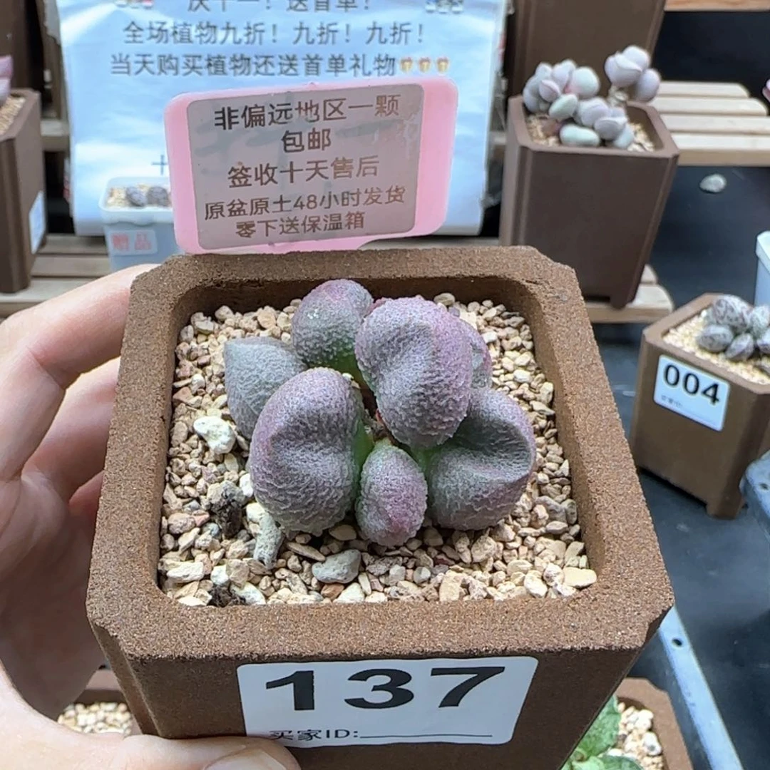 137水蜜桃多肉植物