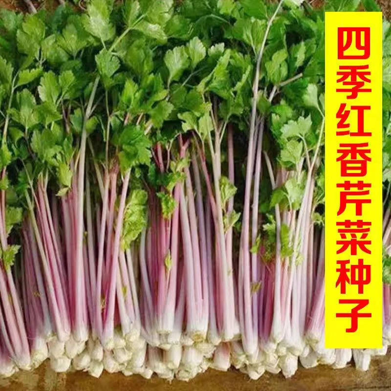 紫芹菜种子 红芹 菜种籽小院盆栽春季简单蔬菜抗寒高产营养元素