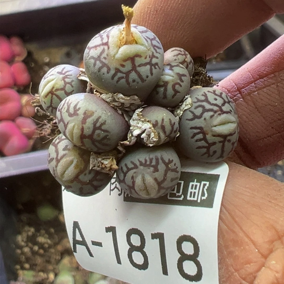 多肉植物11111111111111