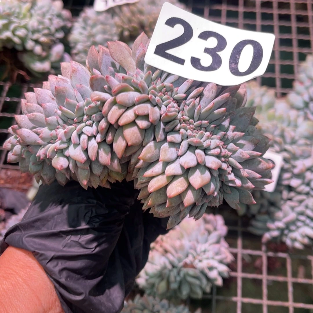 一***风230号15588888888