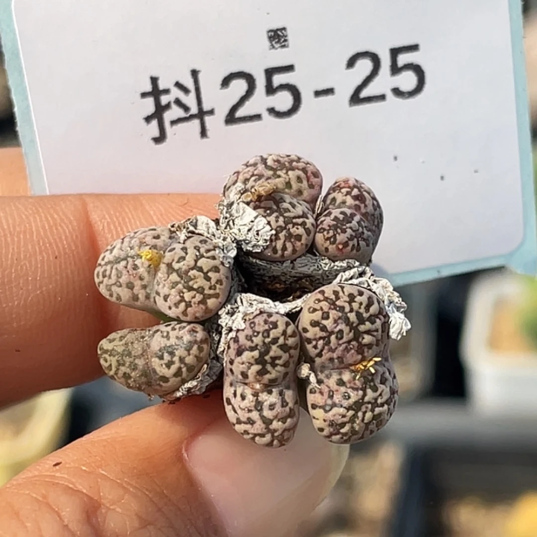 25-25鸟多肉植物肉锥