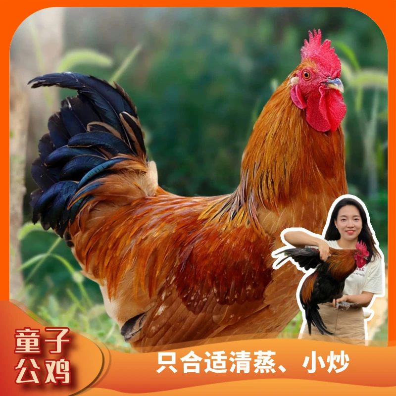 【2只童子鸡】高山散养土公鸡肉质鲜嫩跑山鸡仔公鸡两只5-6斤