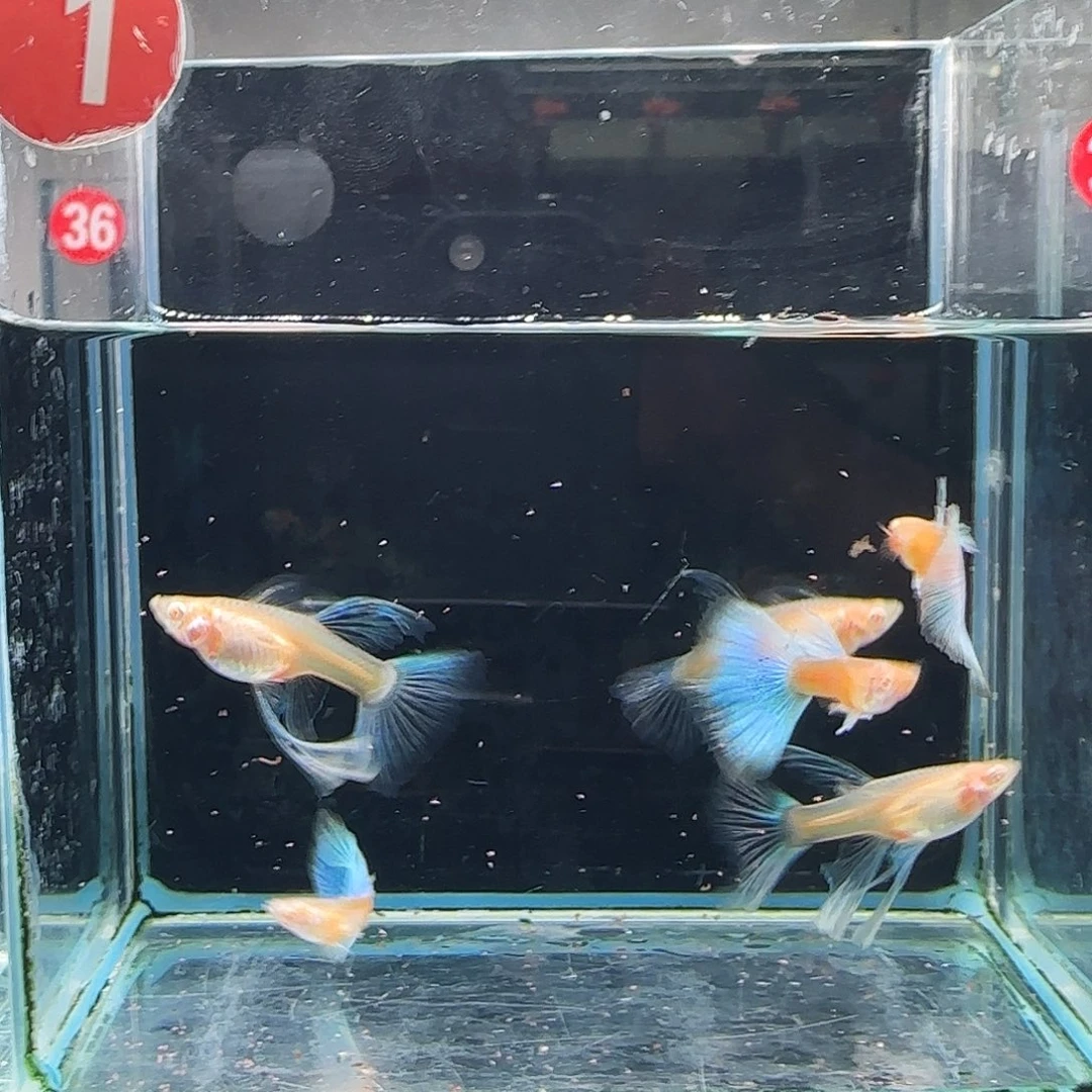 孔雀鱼蓝白灯笼绣球3对