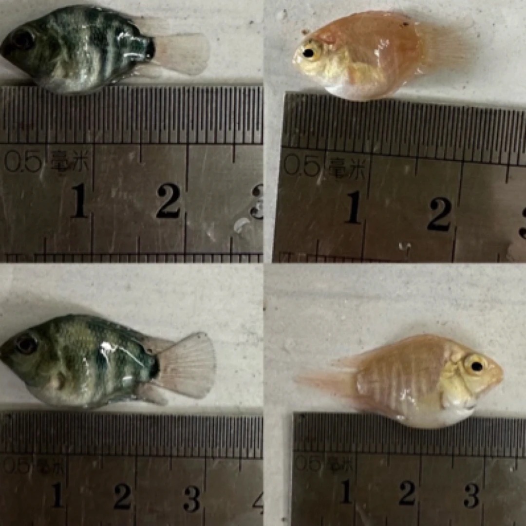 迷你鹦鹉白金宝蓝色鹦鹉观赏鱼适合草缸淡水迷你宠物包损包活耐活