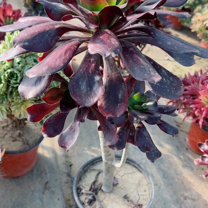 231无毒多肉植物的