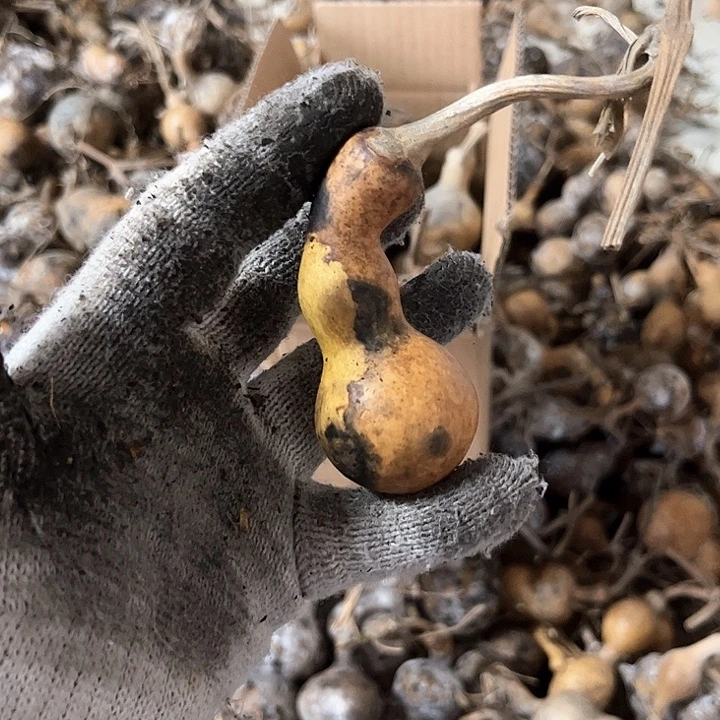 明****花皮粗嘴葫芦天天开心