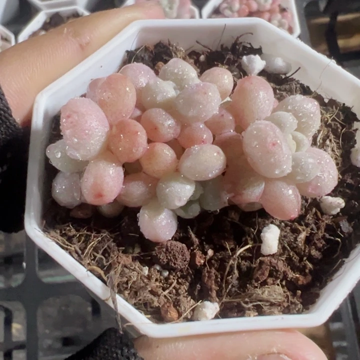 鱼子酱精品多肉植物