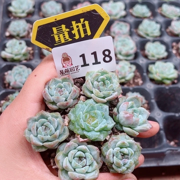 多肉植物多肉植物