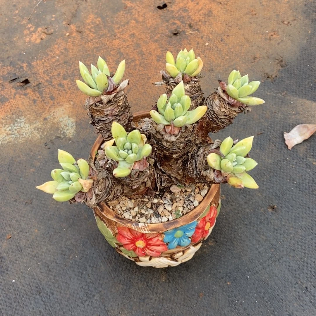 法姆多肉植物啦啦啦