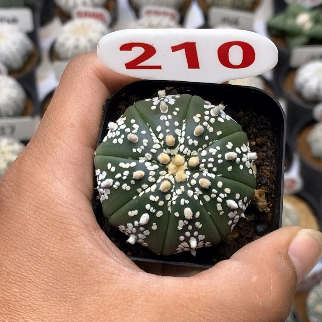 210福利特价咯打榜贴