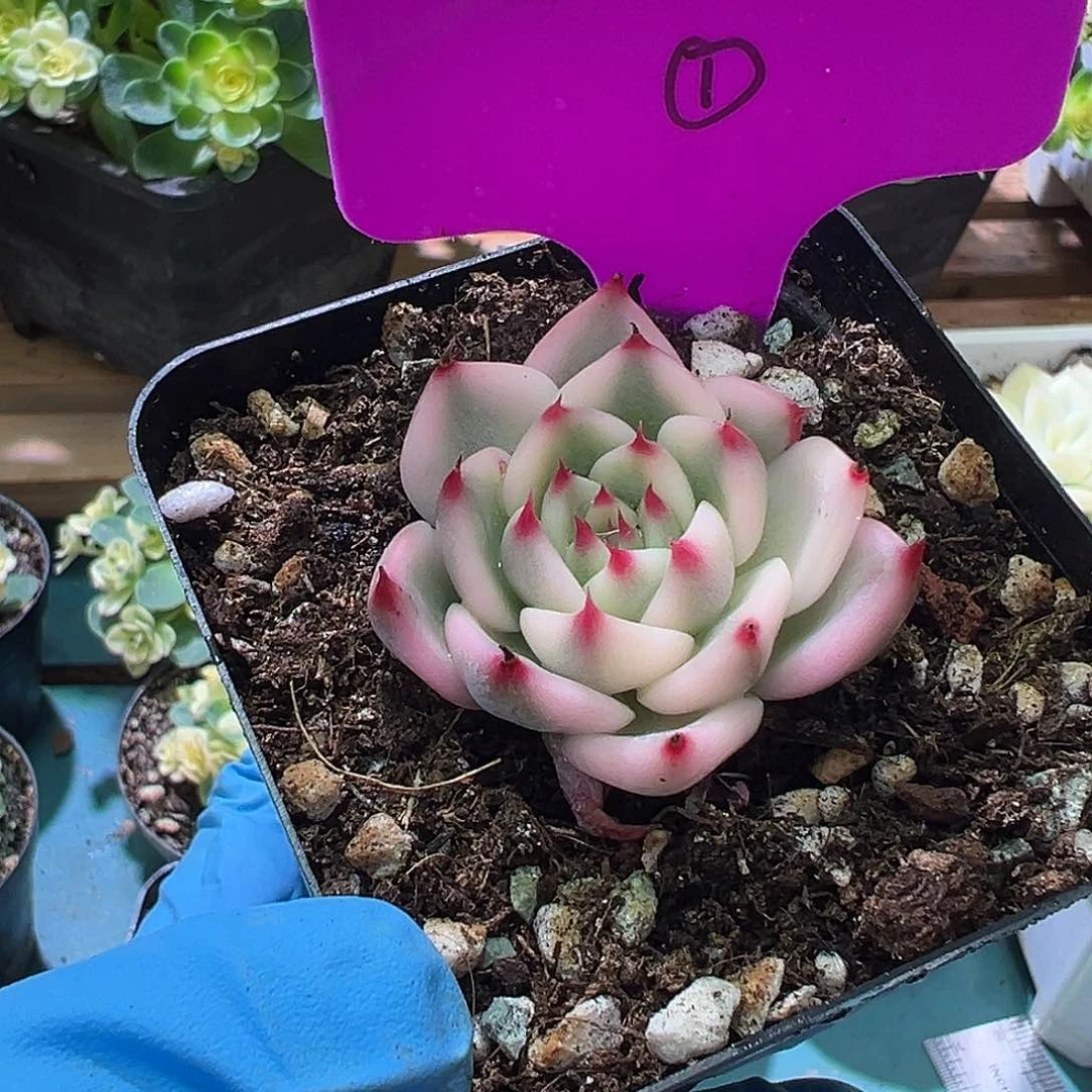 吉娃娃锦，覆轮锦