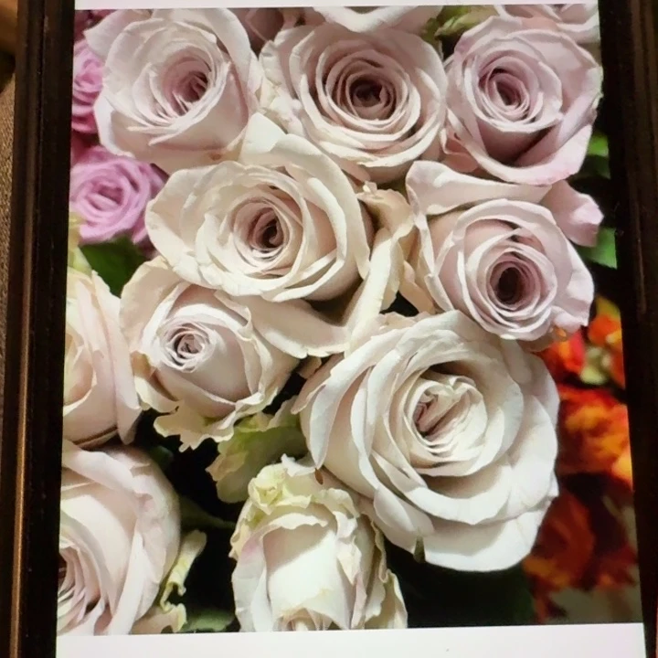 无花朵记忆轨道扦插小苗