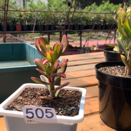 向*花505卷叶脱土发货