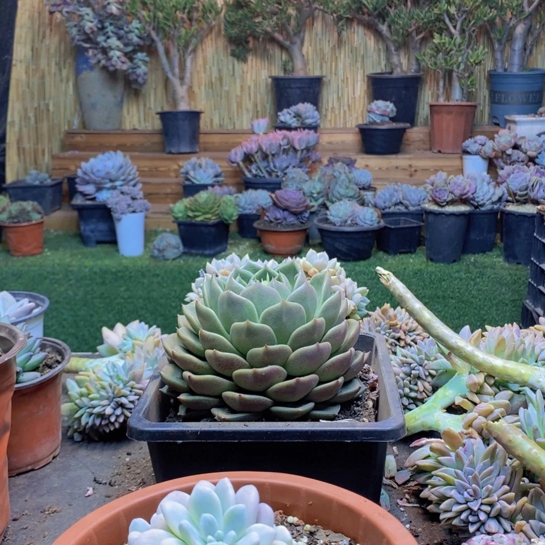 穷****面A111号洛神锦多肉