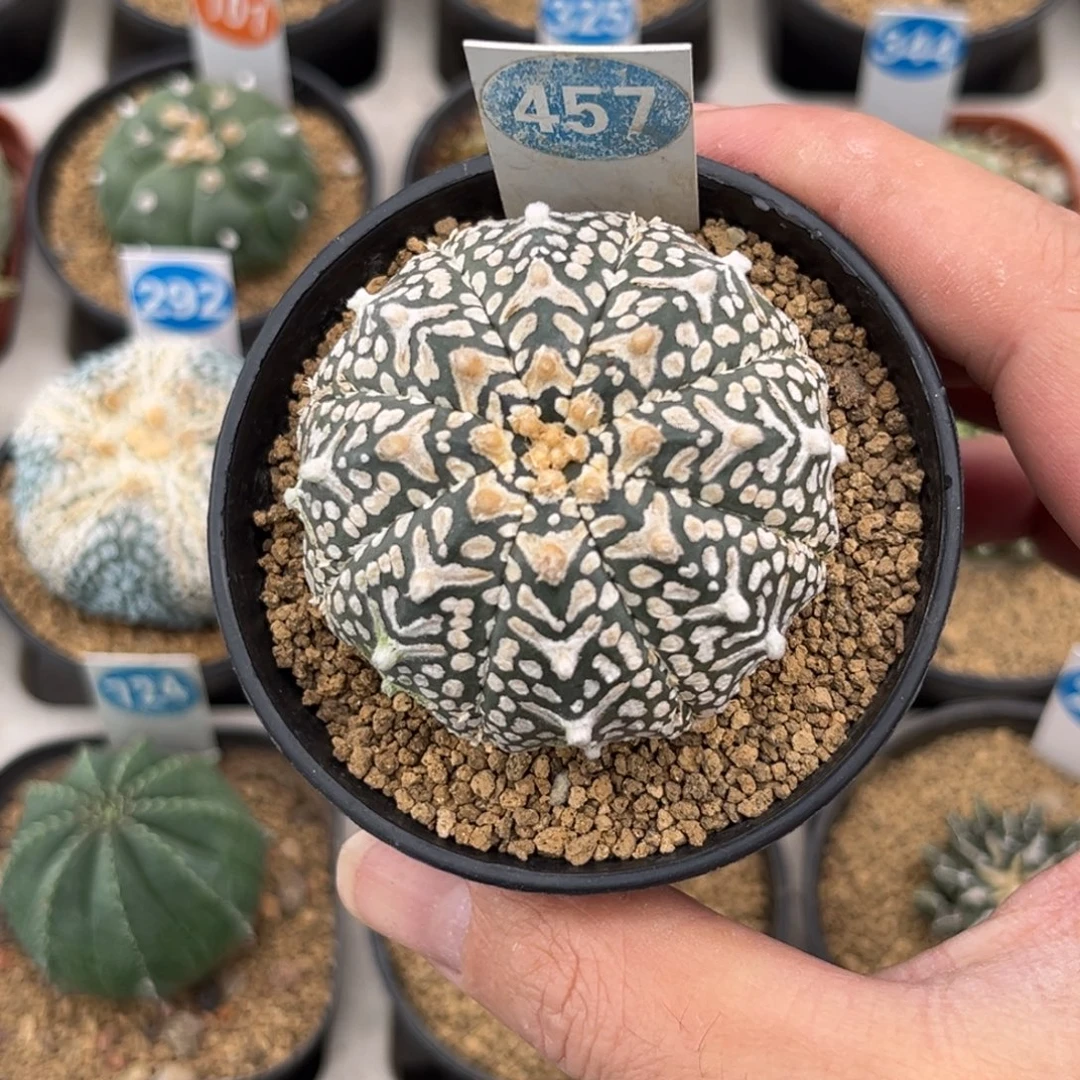 457实生V字兜带盆带土