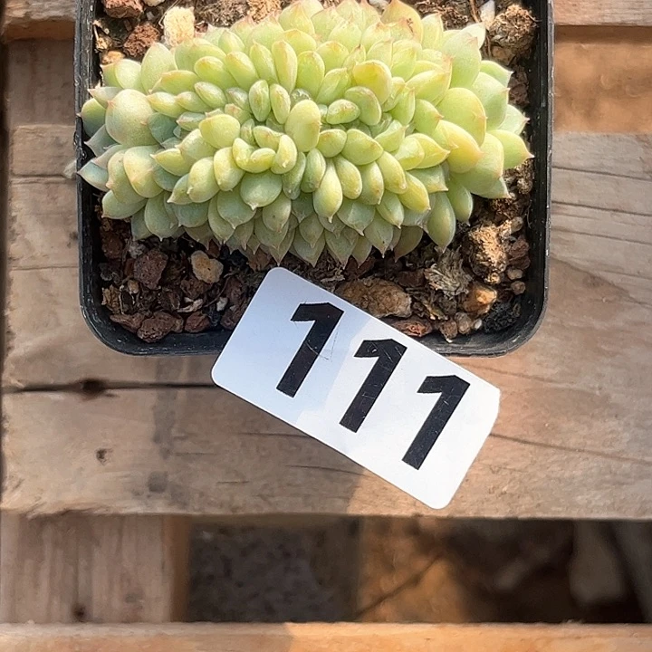 面****包多肉植物一物一拍