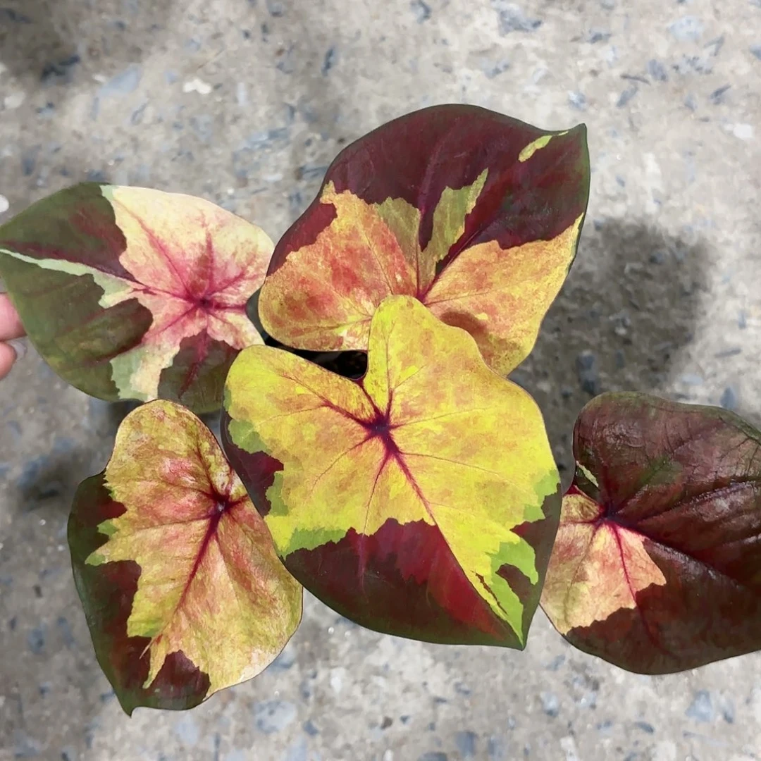 1012-0119落日彩叶芋泰国发货多肉