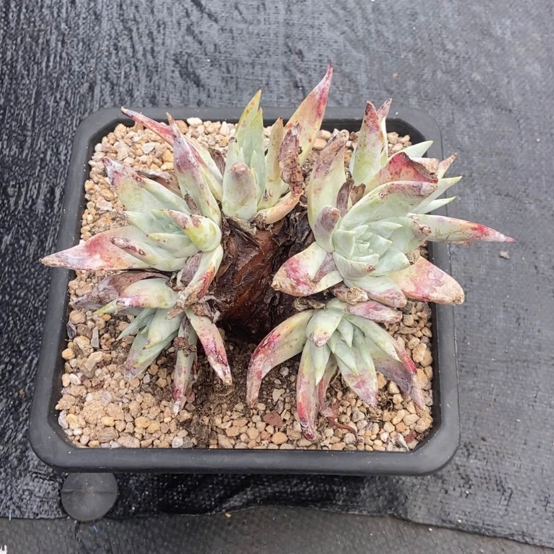 苹果叶雪山二代朵朵