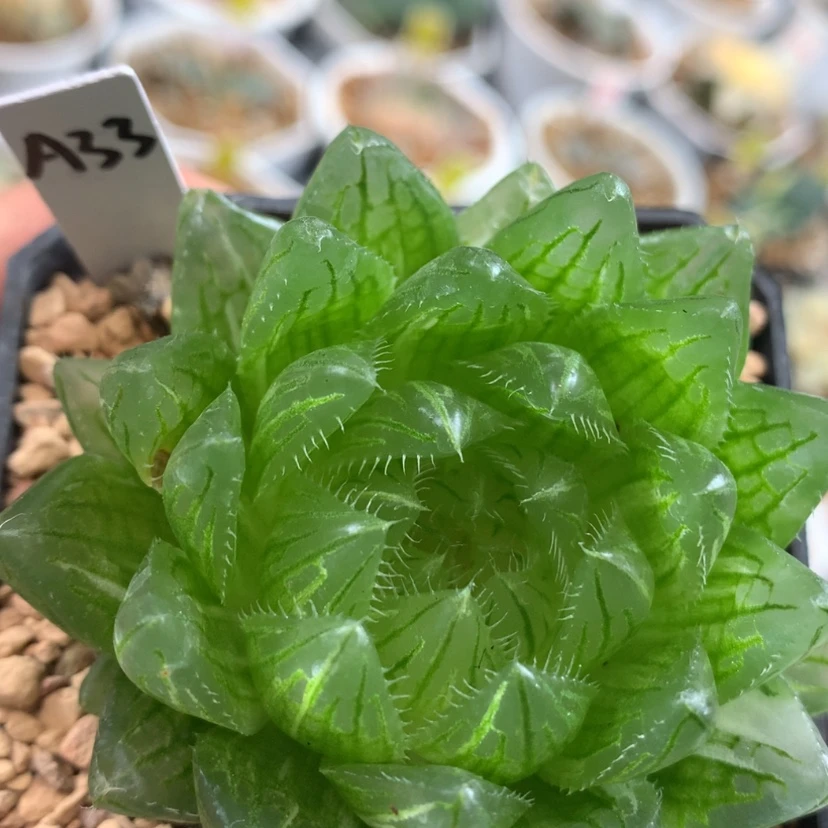 【闪购商品】33樱水晶