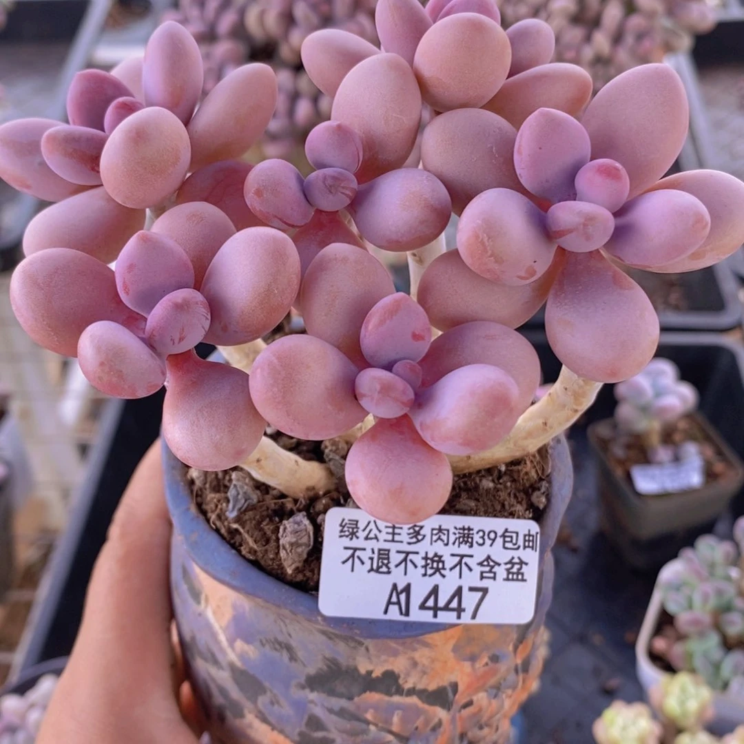 糖果桃蛋老桩12cm447多肉植物