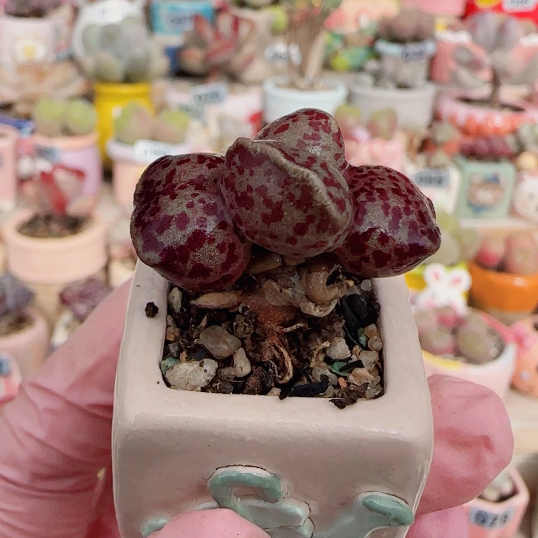 T可爱粉丸盆口2cm