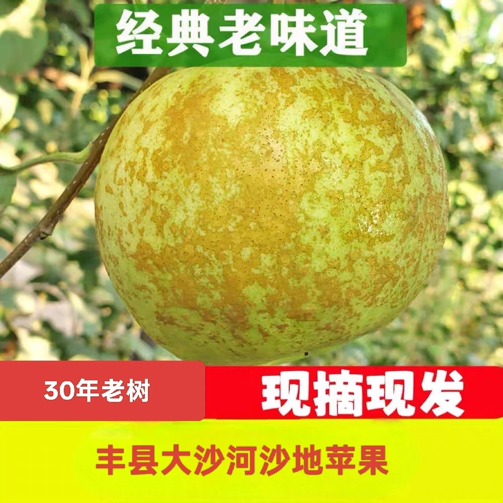 2025大沙河头茬老金帅苹果果园直发现摘现发