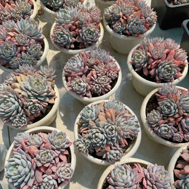 粉蓝鸟多肉群生多头粉蓝鸟