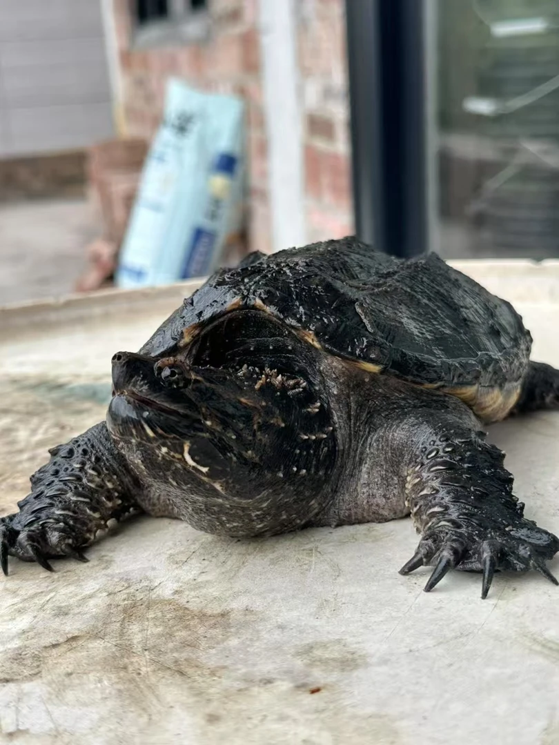 直播精选临期破壳凶猛小龟佛鳄活体龟