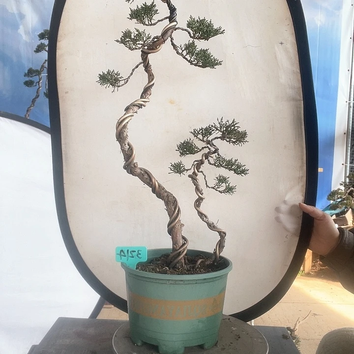 济州真柏盆景老桩