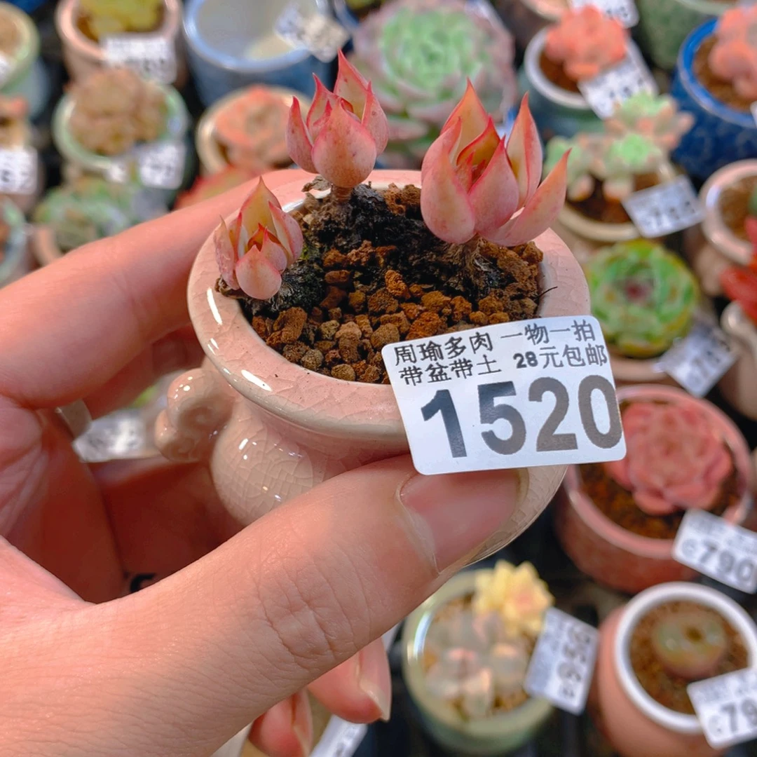 5厘米盆精控多肉1520