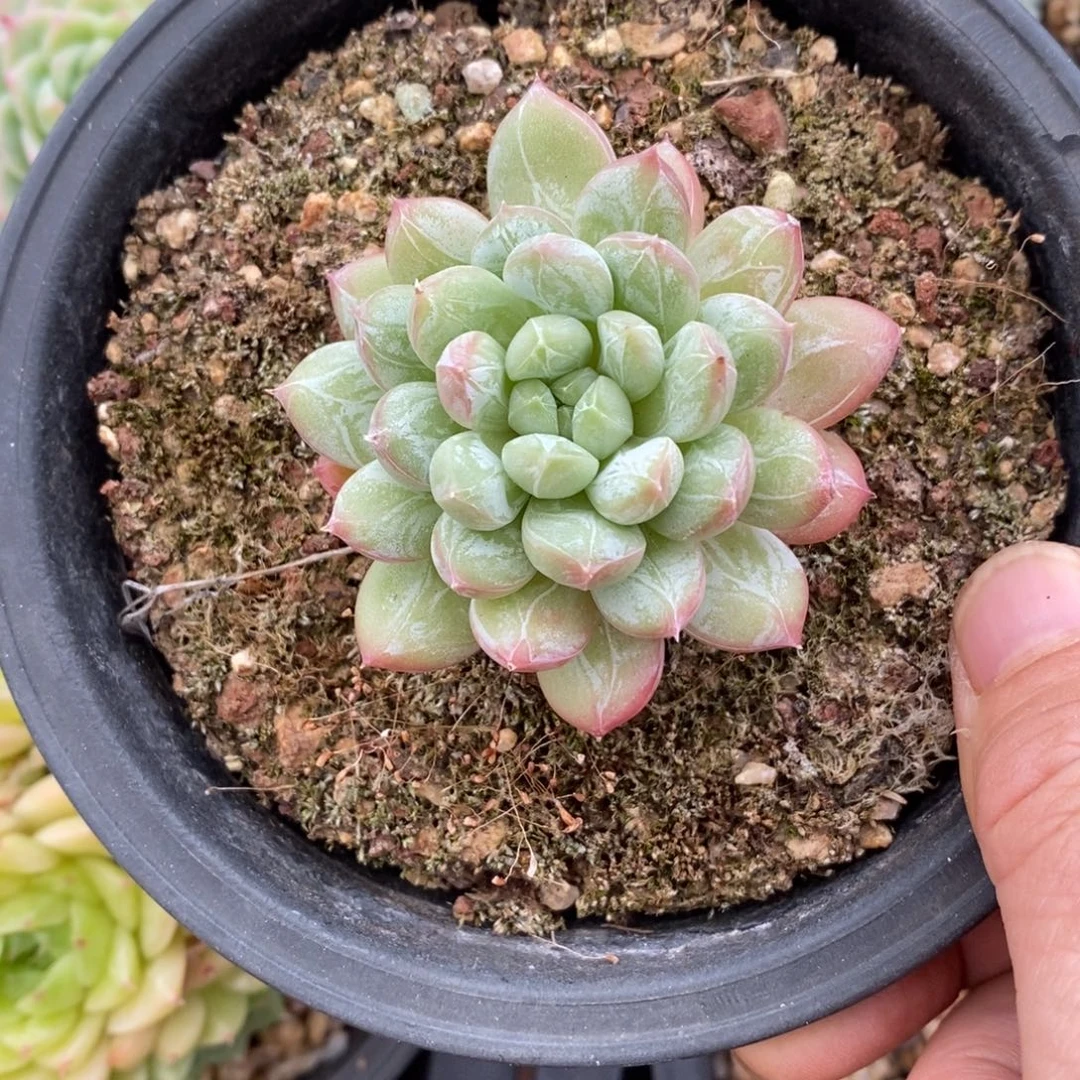 精品多肉一物一拍不包整45