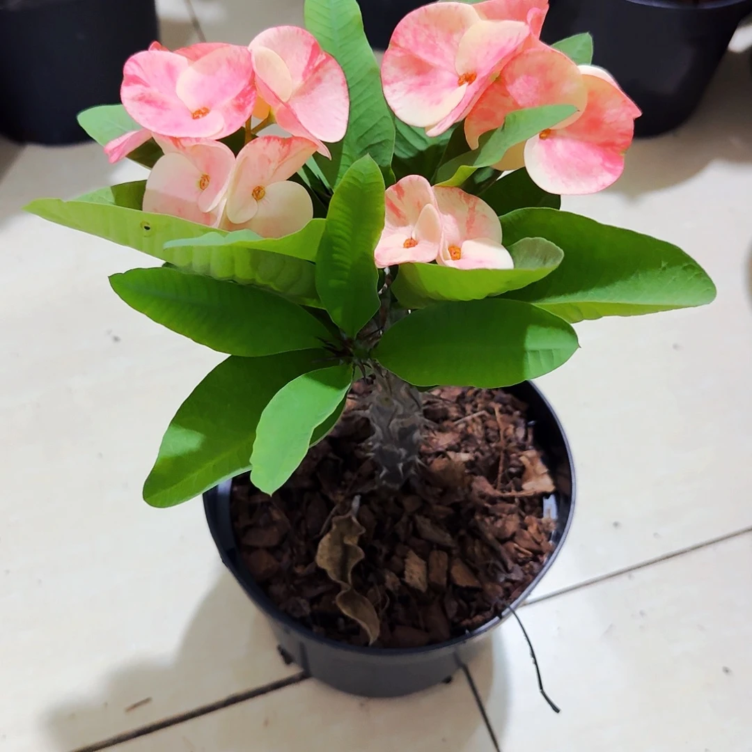 偶***玩完全开放永恒的爱直播间一物一拍
