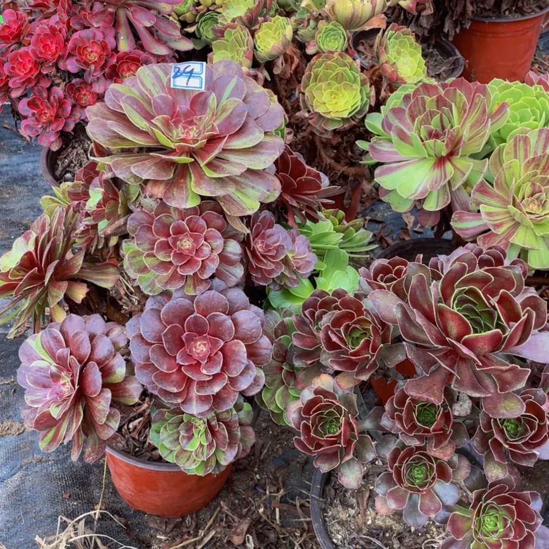 不****29鲜花老桩一对不包断枝造型