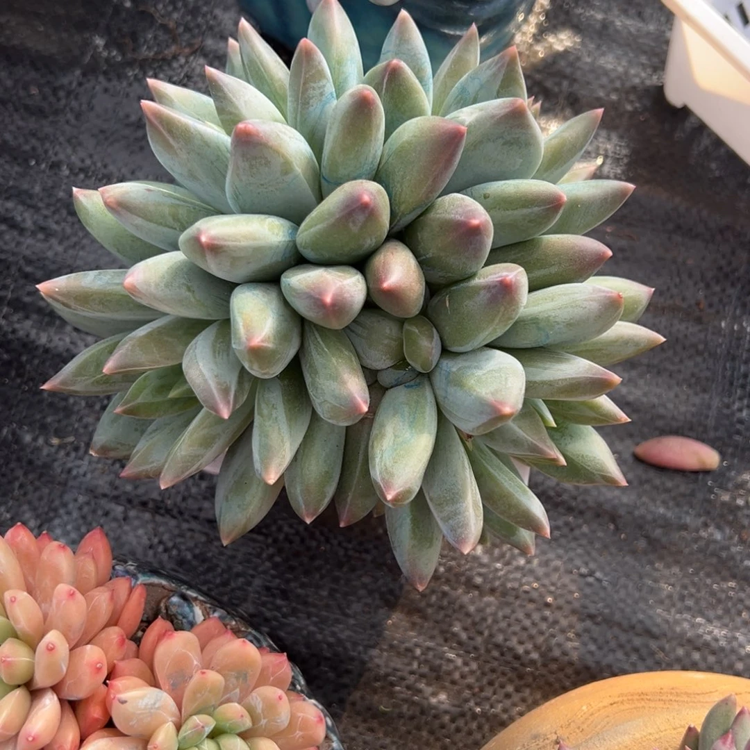 楼***园重楼多肉一物一拍多肉