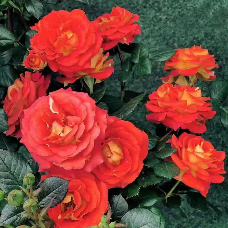 双鱼座魅惑二乔花卉易养护四季开花月季花苗阳台大花庭院栽植