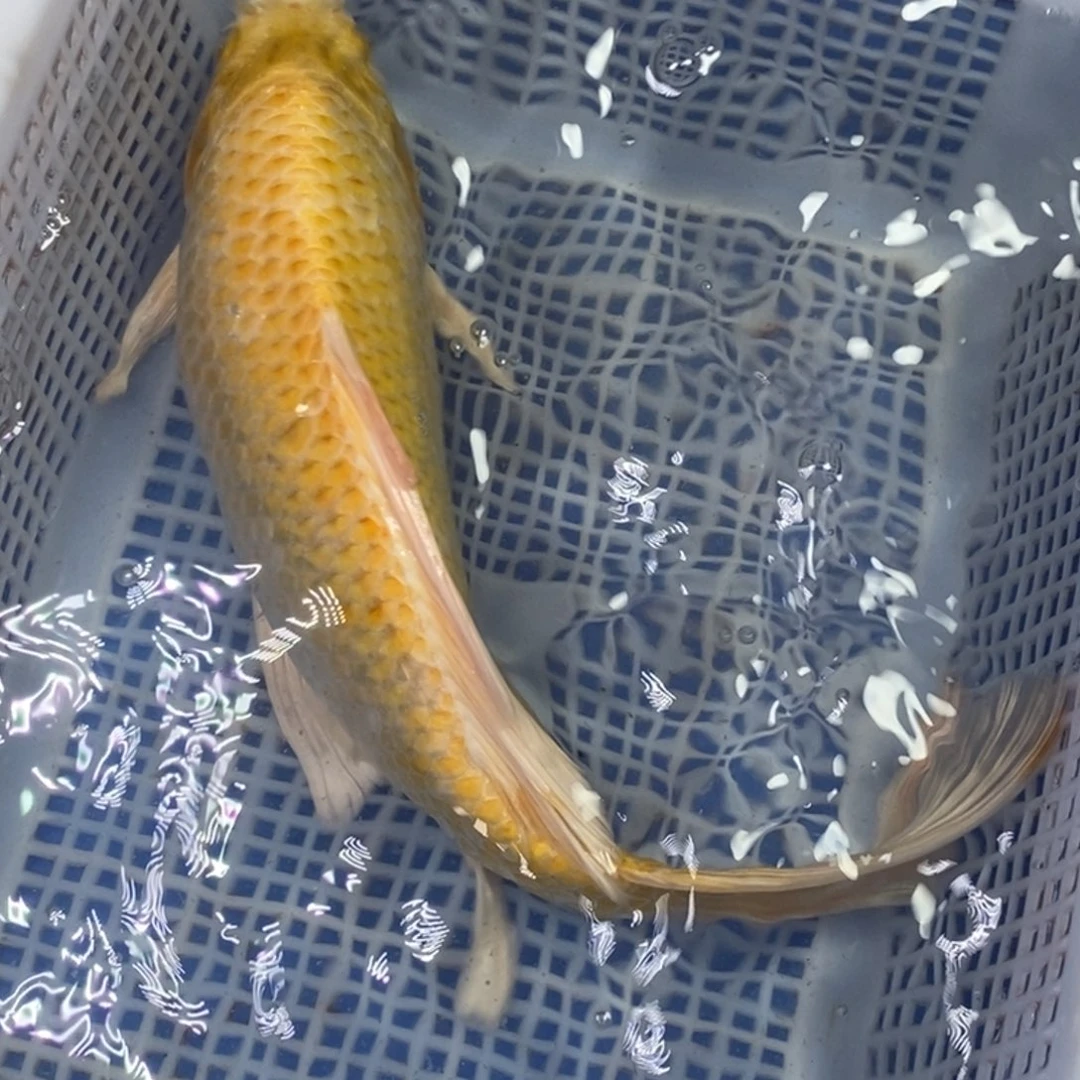 锦鲤冷水锦鲤包邮