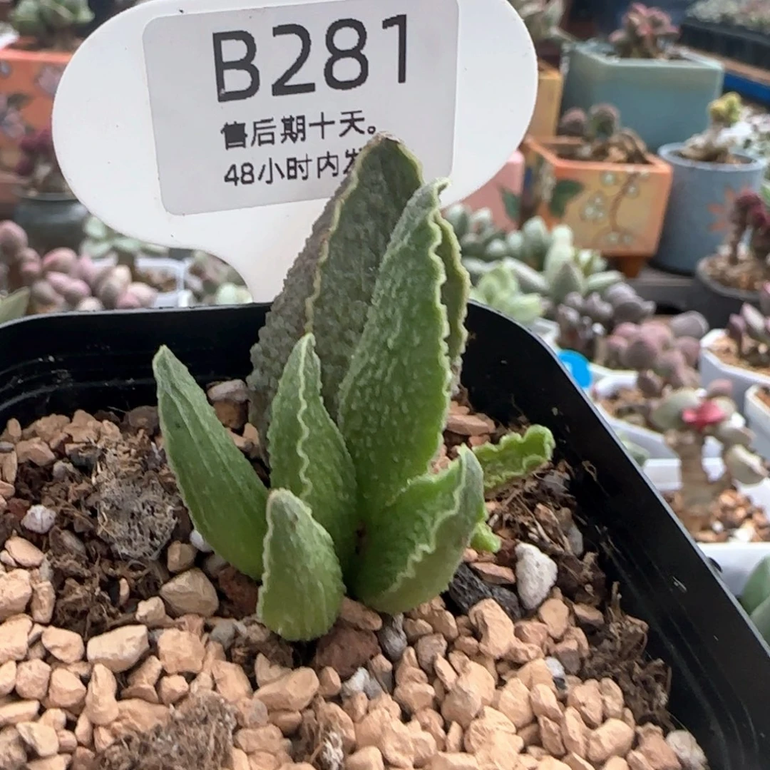 只***心福利。   281。