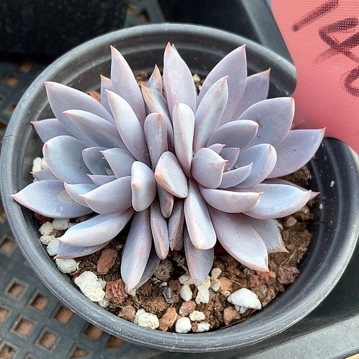 多肉植物青鬼1401