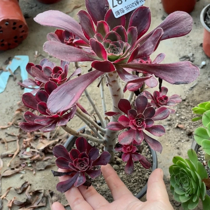 487香花脸多肉多肉