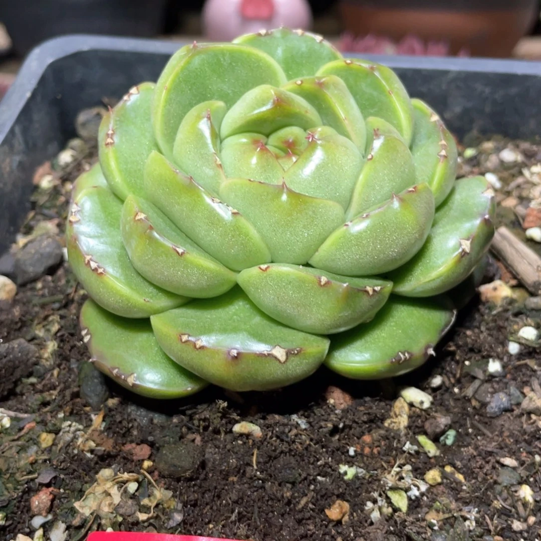 多肉植物多肉植物151