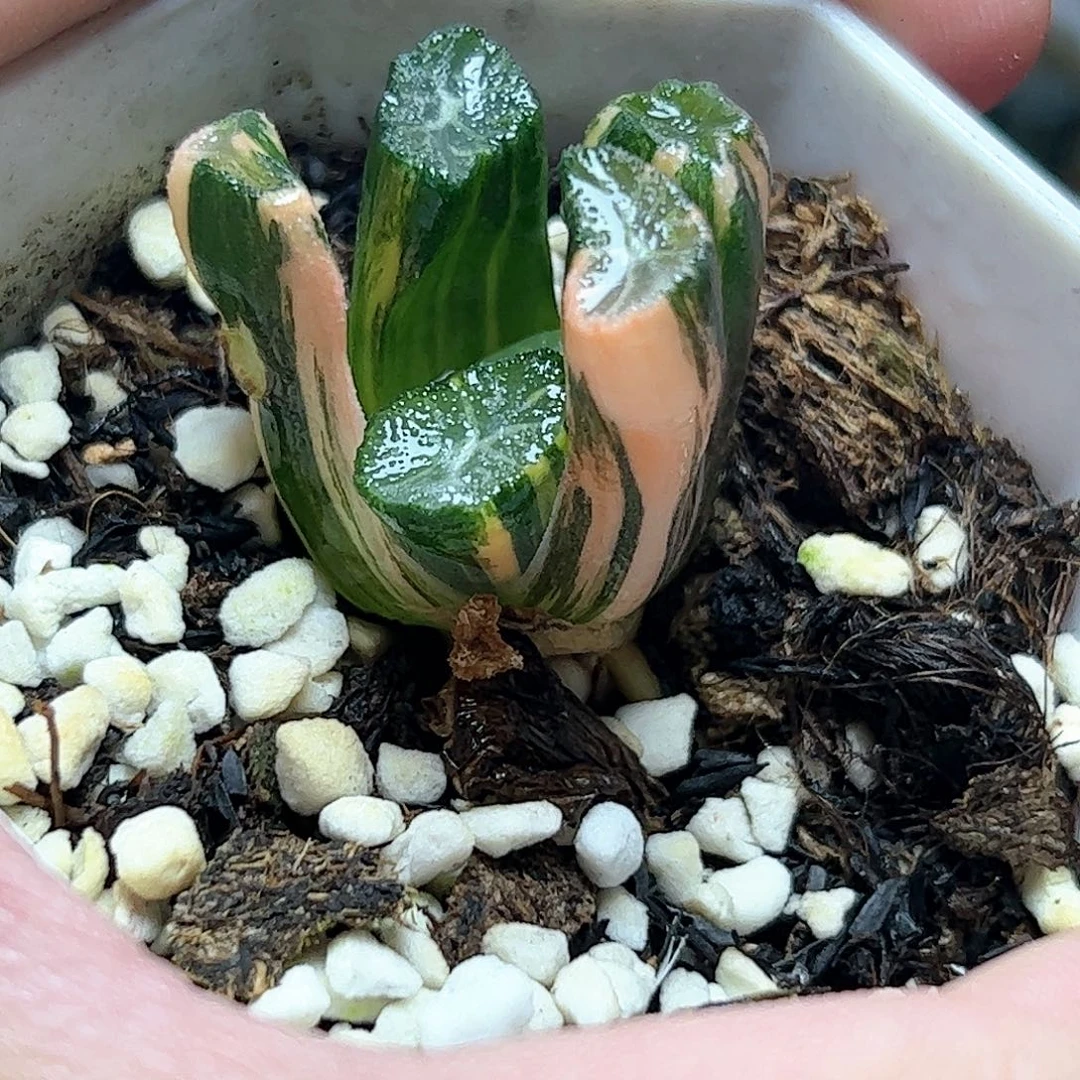 白妙锦十二卷十二