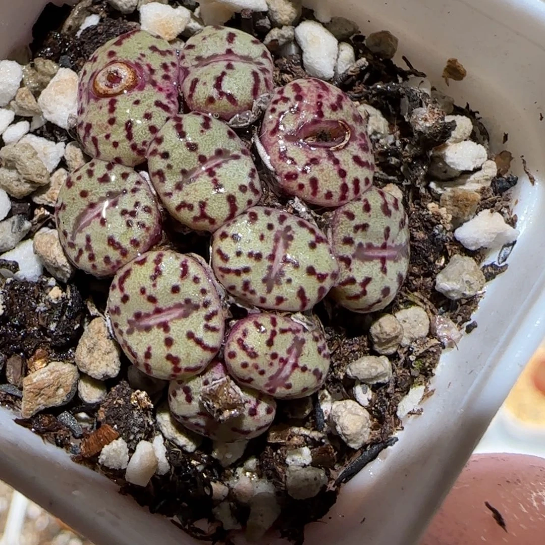 肉锥多肉植物百科-894